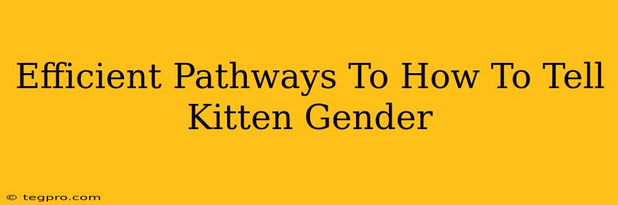 Efficient Pathways To How To Tell Kitten Gender