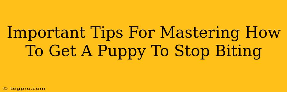 Important Tips For Mastering How To Get A Puppy To Stop Biting