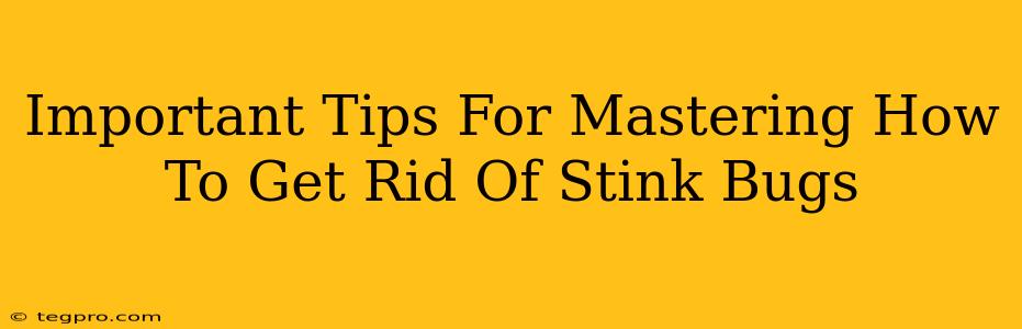 Important Tips For Mastering How To Get Rid Of Stink Bugs