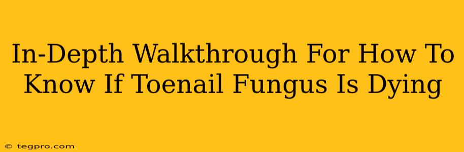 In-Depth Walkthrough For How To Know If Toenail Fungus Is Dying