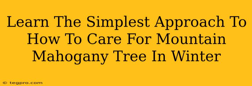 Learn The Simplest Approach To How To Care For Mountain Mahogany Tree In Winter