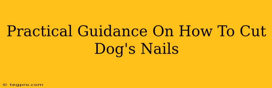 Practical Guidance On How To Cut Dog's Nails