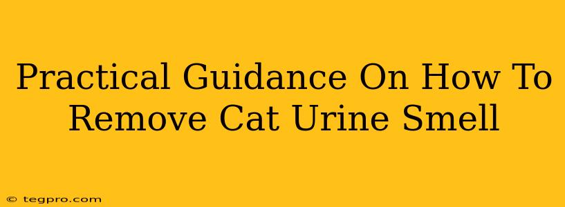 Practical Guidance On How To Remove Cat Urine Smell