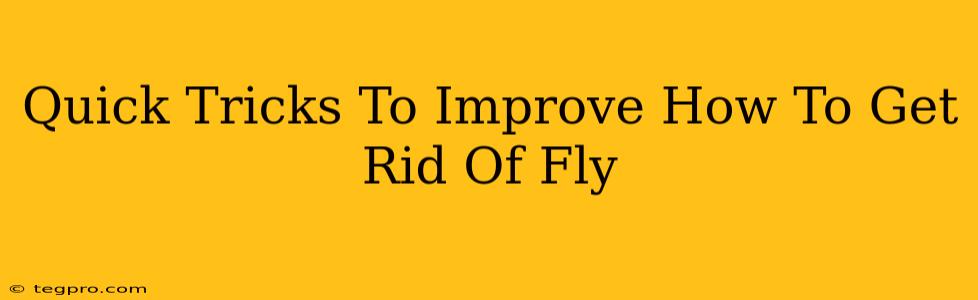 Quick Tricks To Improve How To Get Rid Of Fly