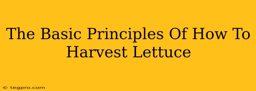 The Basic Principles Of How To Harvest Lettuce