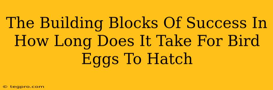 The Building Blocks Of Success In How Long Does It Take For Bird Eggs To Hatch