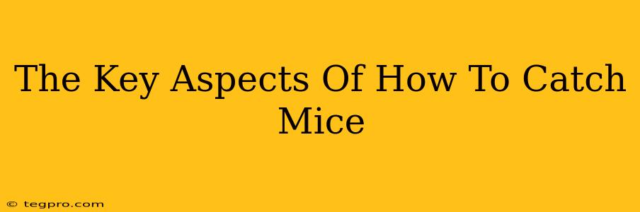 The Key Aspects Of How To Catch Mice