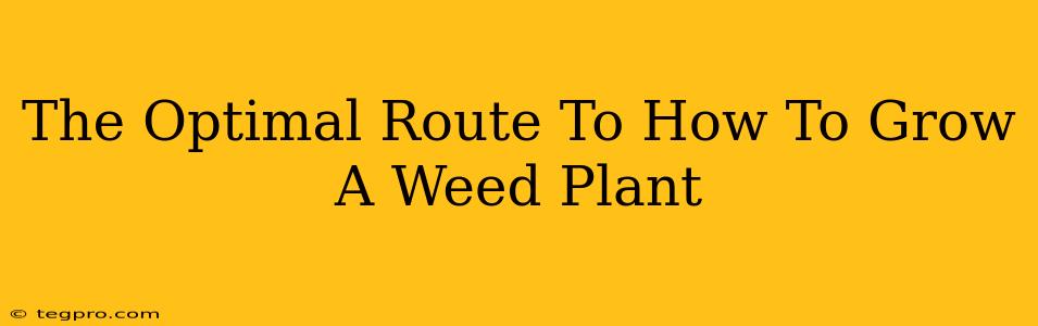 The Optimal Route To How To Grow A Weed Plant