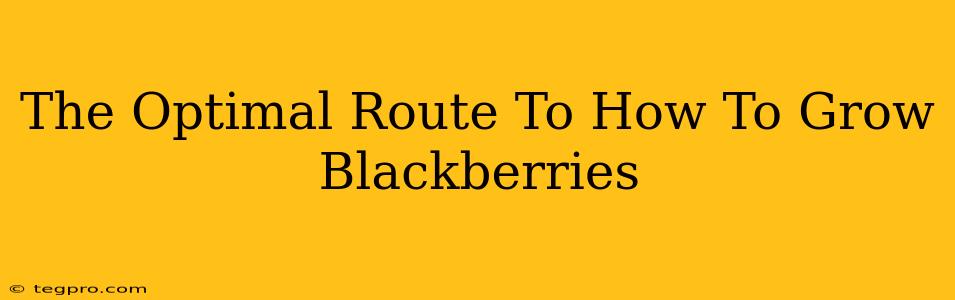 The Optimal Route To How To Grow Blackberries