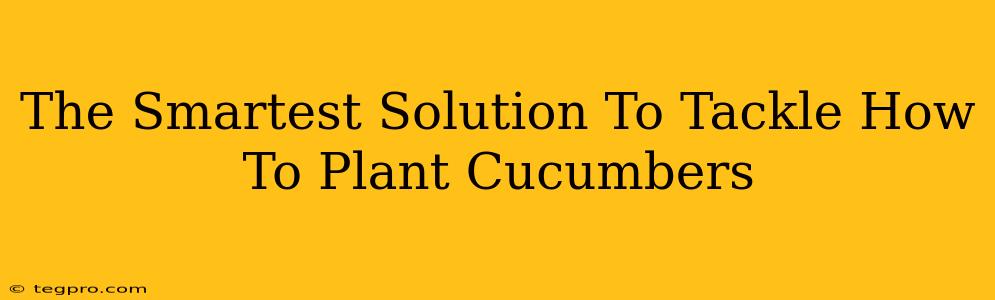 The Smartest Solution To Tackle How To Plant Cucumbers