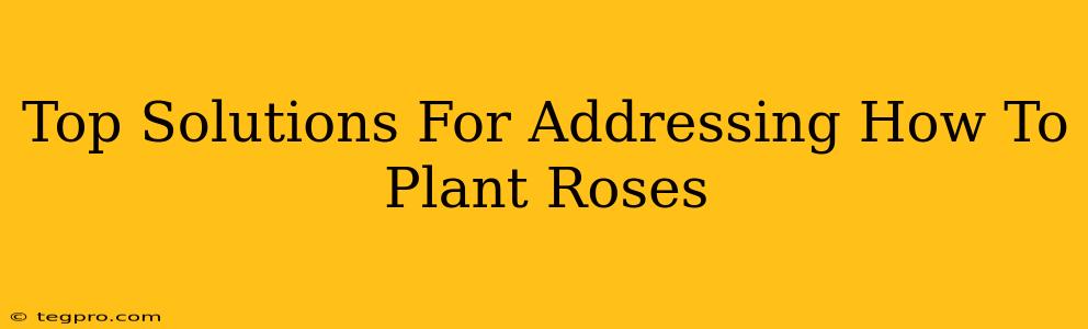 Top Solutions For Addressing How To Plant Roses