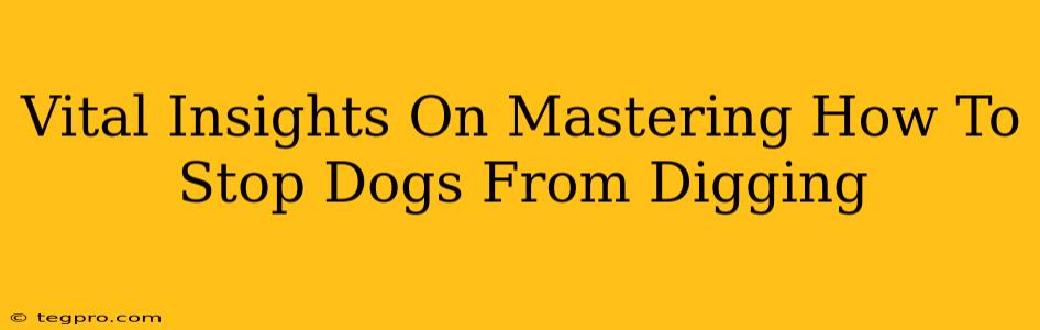 Vital Insights On Mastering How To Stop Dogs From Digging